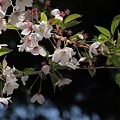 写真: 散り始めた桜と葉　健民公園