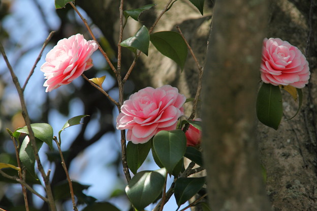 写真: 薔薇のように＾＾　　椿三姉妹