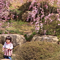 写真: 枝垂れ桜と可愛い女の子=*＾-＾*=♪