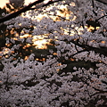 写真: 桜　夕日に染まって