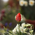 花壇のチューリップ