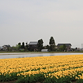 写真: チューリップ畑と水田　カイニョ(屋敷林）