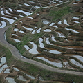 写真: 輪島の白米の千枚田
