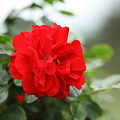 写真: 真紅のバラ