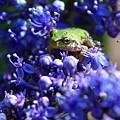 写真: 紫陽花にカエルの赤ちゃん(1)