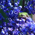 写真: 紫陽花にカエルの赤ちゃん(2)