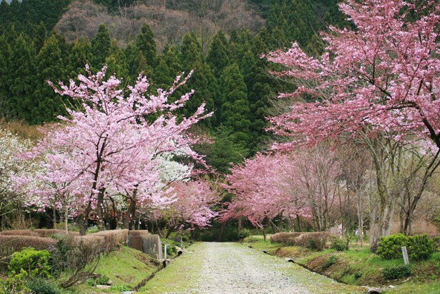 写真: 樹木公園　桜