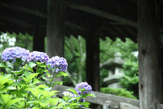 雨の登廊と紫陽花　長谷寺