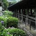 写真: 登廊と紫陽花　　長谷寺