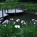 写真: 頼成の森　池　　花菖蒲