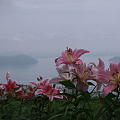 ゆり　びわこ箱館山(1)　　琵琶湖
