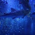 写真: ジンベイザメと仲間たち(1)　　能登島水族館