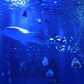写真: ジンベイザメと仲間たち(3)　のとじま水族館