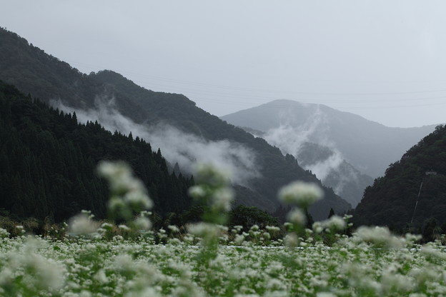写真: ソバ畑と山並み　霧