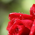 写真: 真紅のバラの涙　　誰が泣かしたの。・；´∧｀；・。