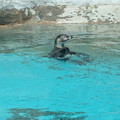 写真: ペンギンの泳ぐ姿６