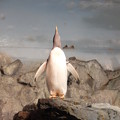 写真: 見上げるペンギン