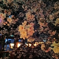 写真: 目黒川での夜桜1