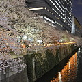 写真: 目黒川での夜桜2