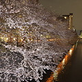 写真: 目黒川での夜桜3