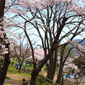 函館公園　桜満開　2018