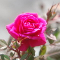 写真: the rose  softforcus