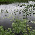 写真: 13.16　池塘とヒツジグサs
