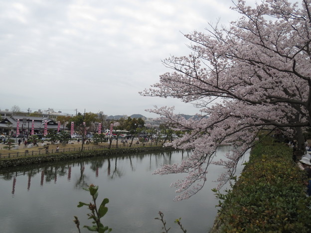 写真: 桜とお堀