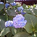写真: 紫陽花 ３