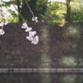 写真: 桜と石垣ってフォトジェニックだと思うの