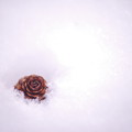 a frozen rose