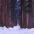 積雪の杉並木