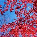写真: 秋深く　青に染まりし　赤滲む