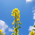 写真: 青空に　菜の花映える　春日和