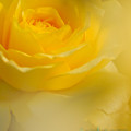 写真: soft rose