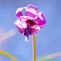 写真: カタクリの花-4