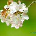 仙台桜