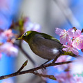 写真: 河津桜とメジロン-22
