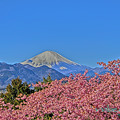 写真: 河津桜と富士山-2