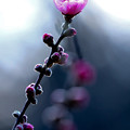 写真: ハナモモ咲く-3