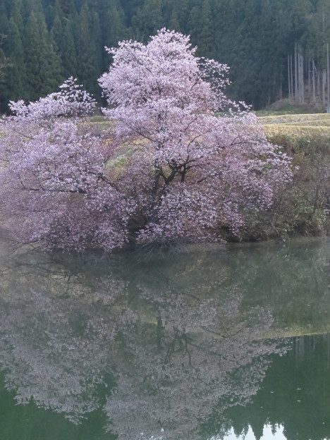 写真: 早朝の桜2