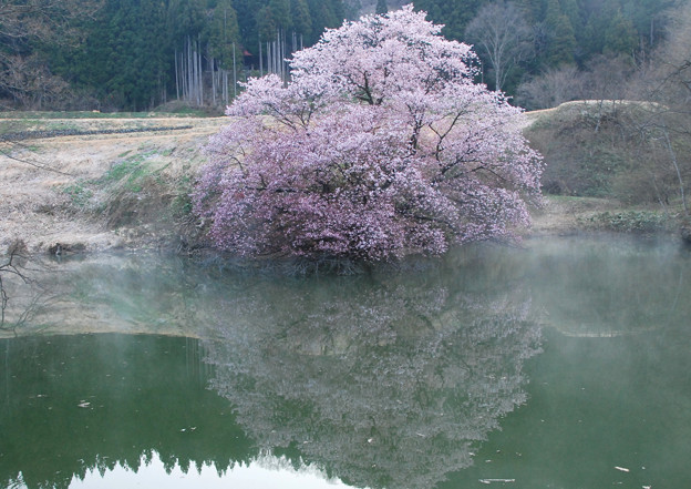 写真: 早朝の桜3