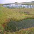 初秋の湿原4