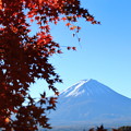 写真: 紅葉と富士