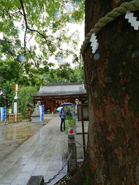 写真: 新田神社