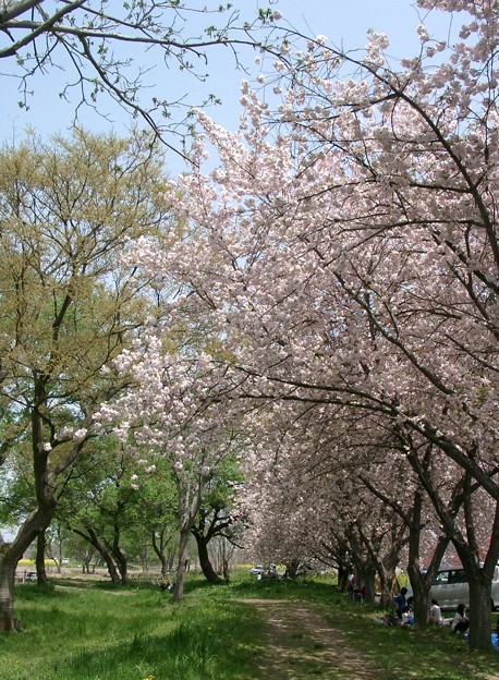 八重桜の道２