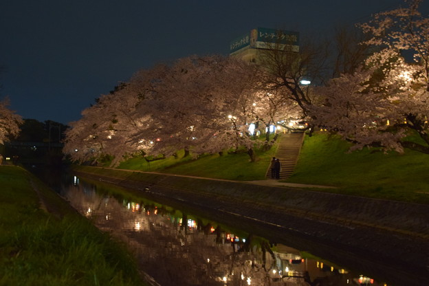 写真: 河原の夜桜