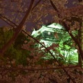 写真: 桜の合間に岡崎城