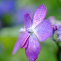 紫陽花`15-1