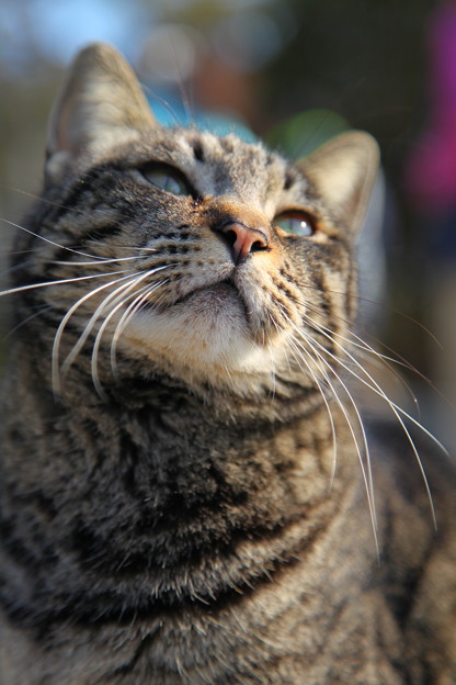 写真: 江ノ島の猫